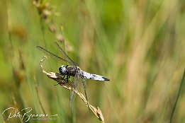 IMG 24294