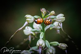 IR6_15147 Asiatischer Marienkfer - Harmonia axyridis