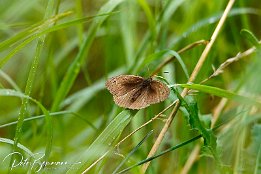 I7D 18937  Brauner Waldvogel