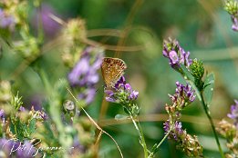 I7D_20414 Hauhechel-Bluling