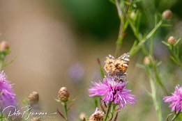 I7D_20426 Distelfalter