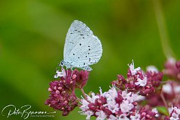 I7D_20592 Faulbaum-Bluling