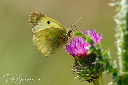 I7D_29634 Weiklee-Gelbling / Goldene Acht / Gemeiner Gelbling