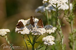 I7D_29643 Kleiner Schlehenzipfelfalter