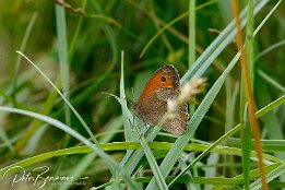 I7D_29684 Groes Ochsenauge