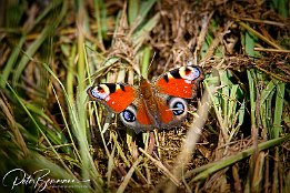 I7D_29691 Tagpfauenauge