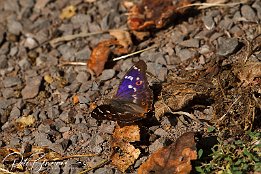 IMG 03010  Schmetterling - Farbenwechsel 3