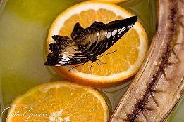 IMG 1420-r1  Schmetterling