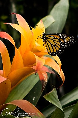 IMG 1443-r1  Schmetterling