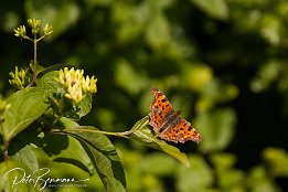 IMG 25951