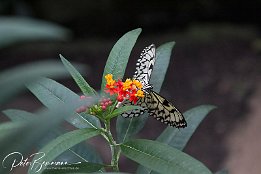 IMG 26390
