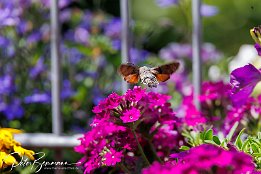 IR6 15570  Taubenschwänzchen Der "Kolibri" unter den Schmetterlingen. Man sieht ihn nur selten und es ist nicht einfach ihn im Bild festzuhalten. Selbst die Belichtungszeit von 1/2500 war hier noch zu lang um seinen Flügelschlag "einzufrieren".