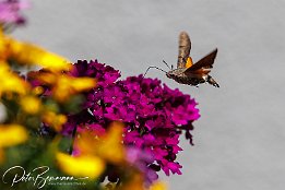 IR6_15582 Taubenschwnzchen
