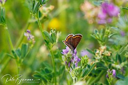 IR6_15654 Kleiner Sonnenrschen-Bluling