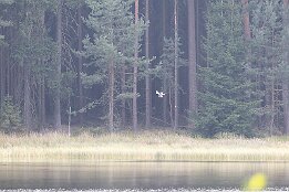 R62_08689