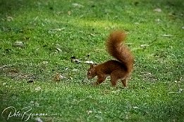 I7D_07376 Eichhrnchen - Beim Spaziergang im Herzogenriedpark
