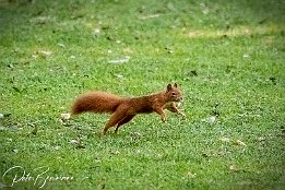 I7D_07381 Eichhrnchen - Beim Spaziergang im Herzogenriedpark