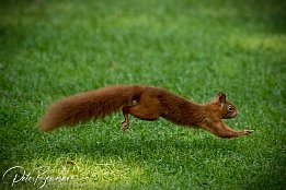 I7D_07396 Eichhrnchen - Beim Spaziergang im Herzogenriedpark