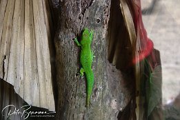 Phelsuma guimbeaui