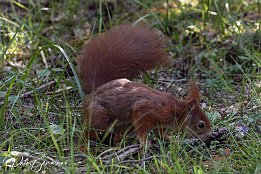 Eichhrnchen Eichhrnchen im Waldfriedhof