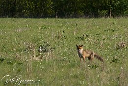 Fuchs  im Biotop Weisenauer Steinbruch