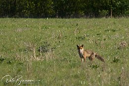 Fuchs im Biotop Weisenauer Steinbruch