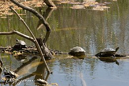 Wasserschildkröten  Sonnenbaden im Biotop FT