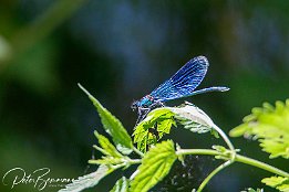 Wildlife
