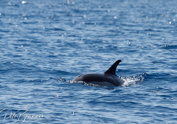 Whale Watching auf den Azoren 2011 Kste vor Vila Franco da Compo, Sao Miguel (Azoren)