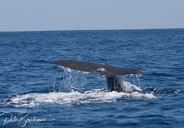 Whale Watching Tour - 28.06.2012 mit Terra Azul - Vila Franca do Campo (Sa Miguell/Azoren)