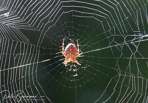 Insekten Fliegen, Spinnen, Libellen und andere (auer Schmetterlinge)
