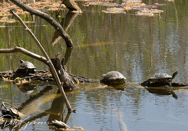 Sonstige freilebende Tiere Echsen, Nager, Schildkrten, Eichhrnchen und vieles mehr