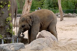 IMG_01561 Jung-Elefant