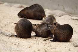 IMG_01578 Nutria (Sumpfbiber)