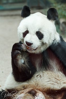IMG_01598 Panda - Bao Bao
