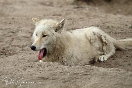 IMG_01654 Wolf