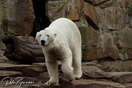 IMG_01668 Eisbr - Knut