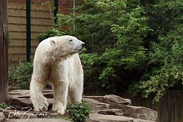 IMG 01670  Eisbär - Knut