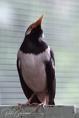IMG 01692  Elsterstar