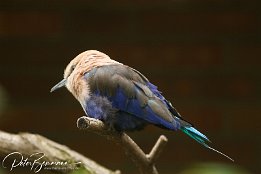 IMG 01702  Opalrake