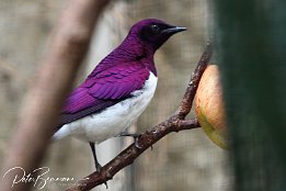 IMG 01729  Amethyst-Glanzstar