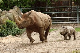 IMG 01743  Nashorn