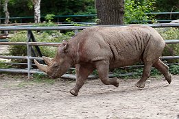 IMG 01744  Nashorn im fliegenden Galopp