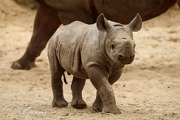 IMG 01746  Jung-Nashorn