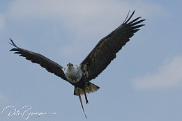 IMG 3949
