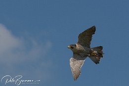 IMG 3969  Falke