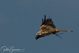 IMG 3980  Rotmilan