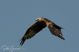 IMG 3991  Rotmilan