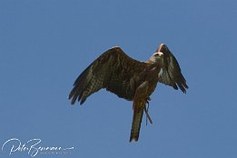 IMG 3994  Rotmilan