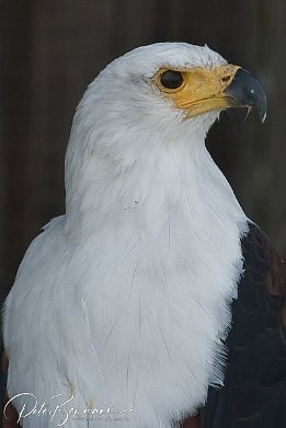 IMG 3999  Weisskopf-Seeadler